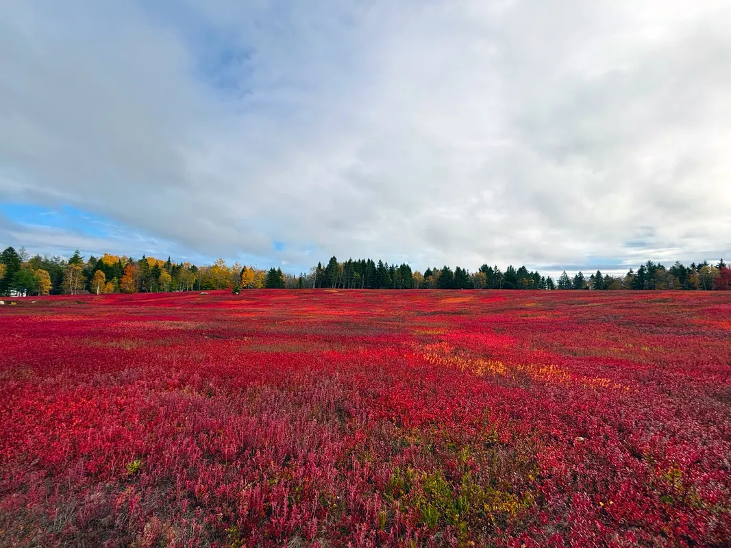 Vivid red blueberry fields in autumn with pine forest and cloudy sky