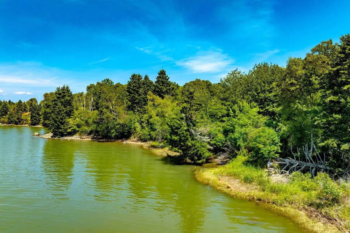 Tall view of Seaberry Landing tidal river winding through lush green forest
